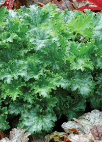 Heuchera 'Apple Crisp'